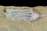 Crinoid (Macrocrinus) Fossil - Crawfordsville, Indiana #94386-1